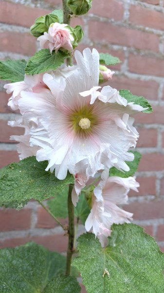 IMG_20250627_171844.jpg