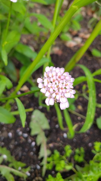 IMG_20250703_083338.jpg