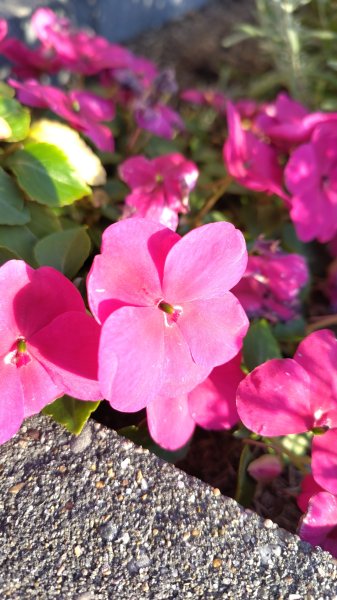 IMG_20250712_203136.jpg