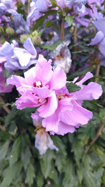 IMG_20250722_065309.jpg