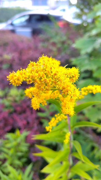 IMG_20250722_065350.jpg
