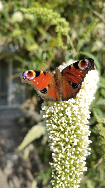 IMG_20250701_083559.jpg