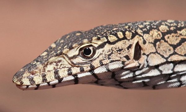 640px-Varanus_giganteus_16_-_Christopher_Watson.jpg