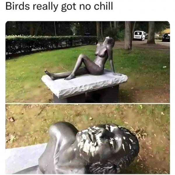 birds-really-got-no-chill.jpg