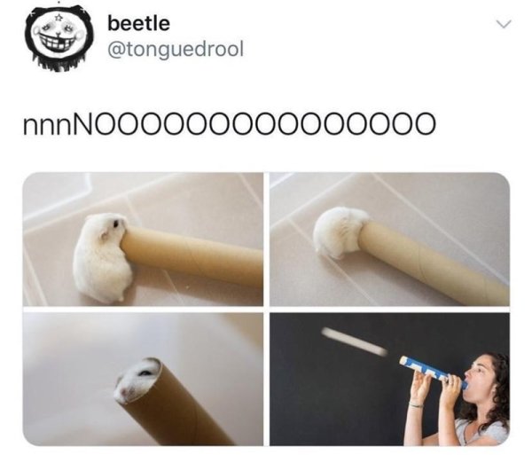 beetle-tonguedrool-nnnnoooooo000000000.jpg