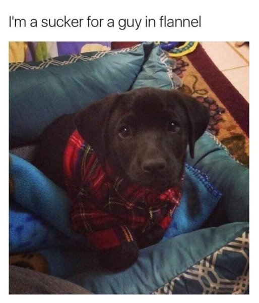 sucker-guy-flannel.jpg
