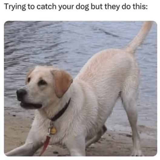 trying-catch-dog-but-they-do-this.png