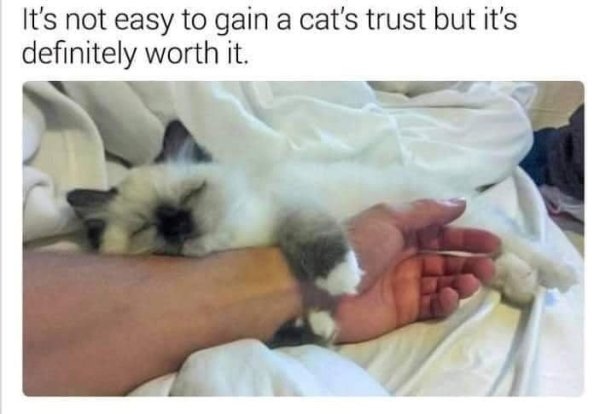 s-not-easy-gain-cats-trust-but-s-definitely-worth.jpg
