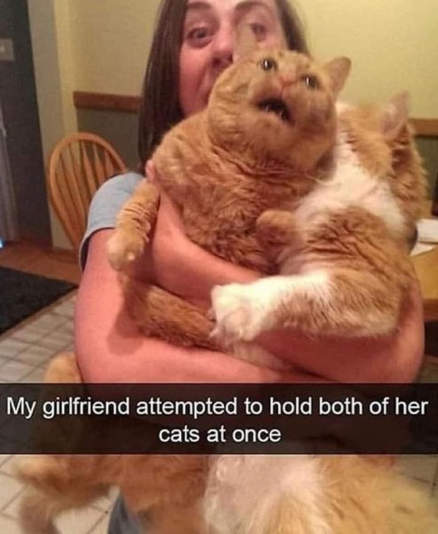 my-girlfriend-attempted-hold-both-her-cats-at-once.jpg