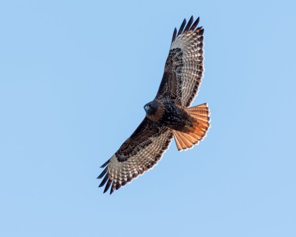 Red-tailed_Hawk_Daniel_Lee_Brown_YOL_CO_2017-12-17.jpg