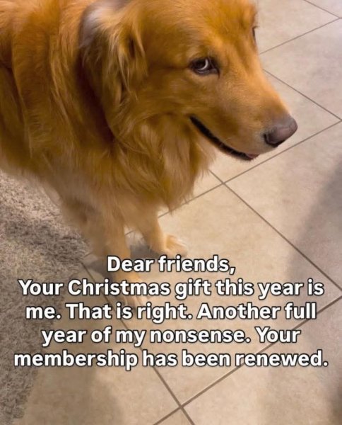 christmas-gift-this-year-is-is-right-another-full-year-my-nonsense-membership-has-been-renewed.jpg
