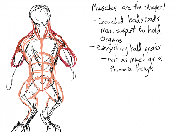 korxmuscle2.png