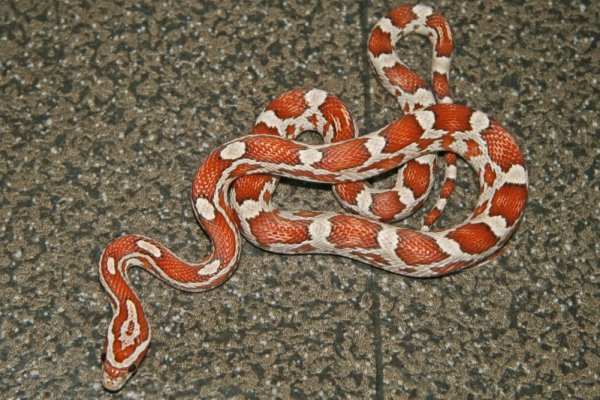 almattl.jpg almattl.jpg