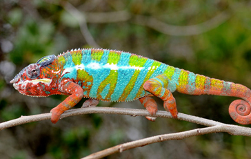 lizard-7.jpg lizard-7.jpg