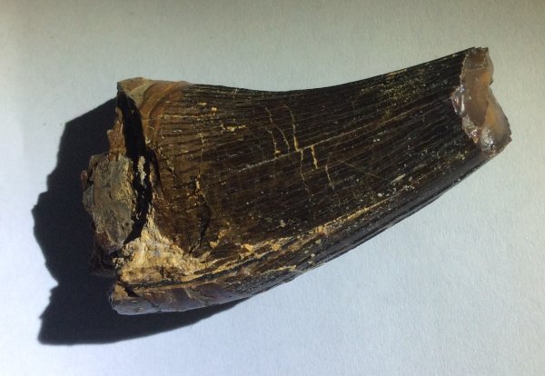 Kronosaurus Tooth 1.jpeg