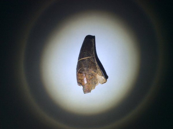 Kronosaurus Tooth 3.jpeg Kronosaurus Tooth 3.jpeg