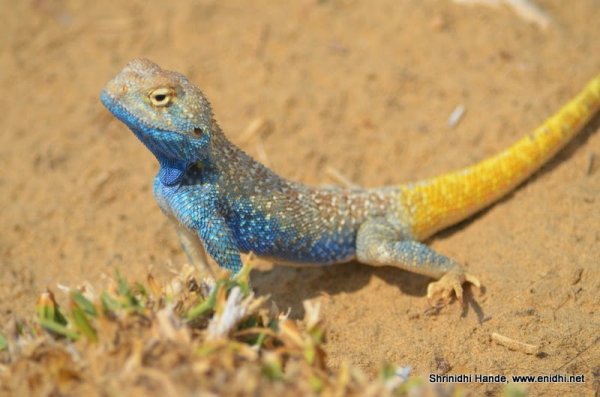 blue yellow common collard lizard.JPG