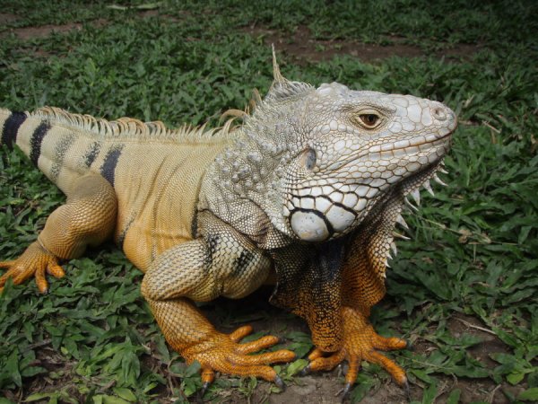 iguana_in_indonesia_by_koning_maarten-d3b0pbo.jpg