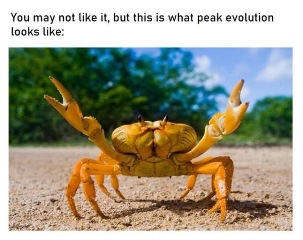 peak evolution.jpg