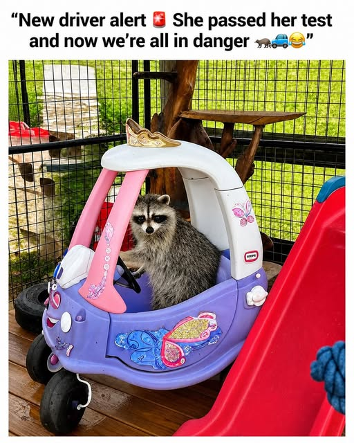 1778208996448.png