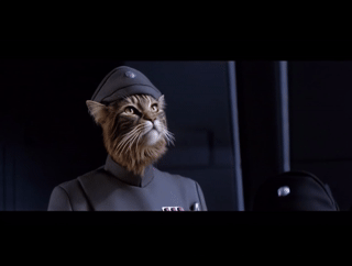 Admiral Piet cat.gif