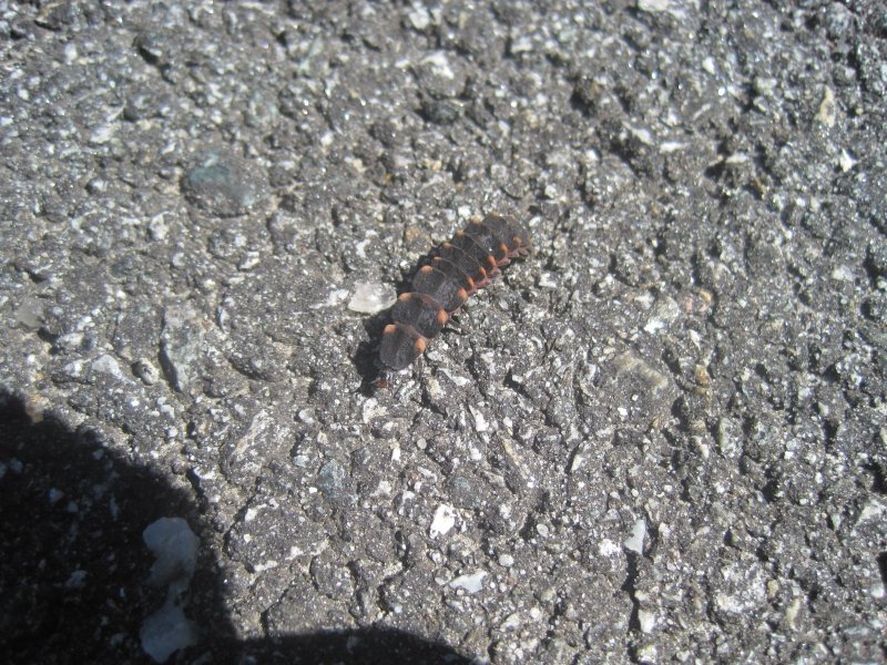 Larva di lucciola.JPG