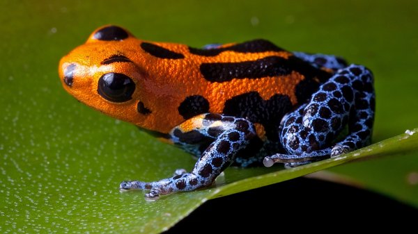 poison-dart-frog-orange-blue.jpg