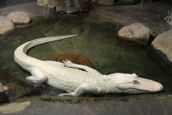 albino_alligator_by_charagon-d92xz1w.jpg