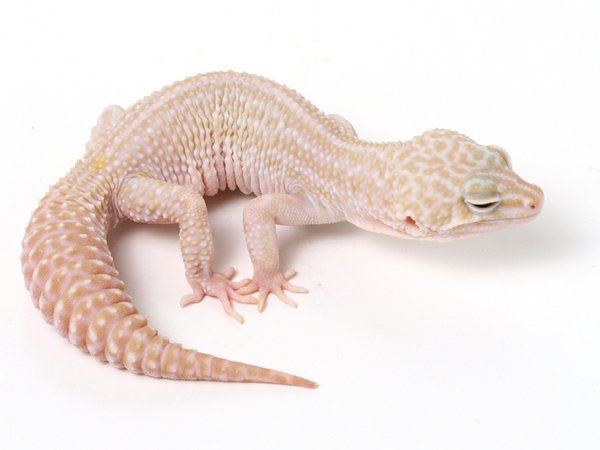 Tremper Albino TUG X Mack Super Snow leopard gecko.JPG