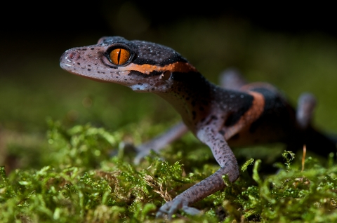 chinese-cave-gecko-for-sale.jpg