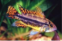 Apistogramma cacatuoides Kakadu Zwergbuntbarsch.jpg