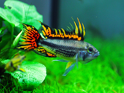 Apistogramma cacatuoides Photos.jpg