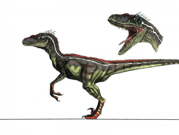 jp3_male_velociraptor_by_yankeetrex-d3iqgr0.jpg