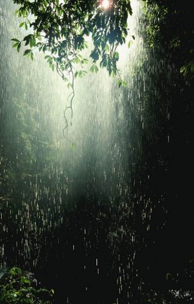 rainforest rainy season.jpg