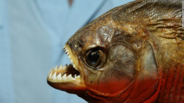 120213034831-piranha-horizontal-large-gallery.jpg