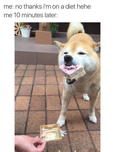 dog-diet-cake.jpg