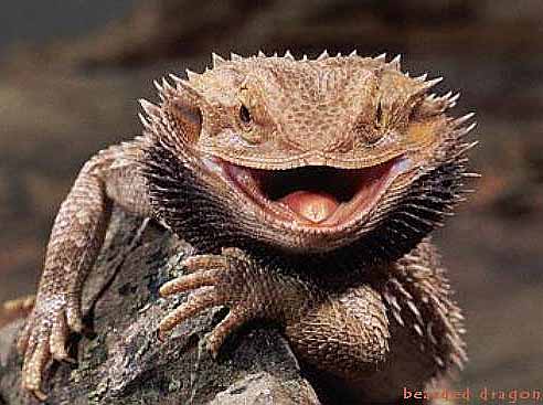 bearded_dragon-smile.jpg