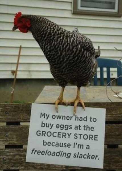 freeloading-chicken.jpg