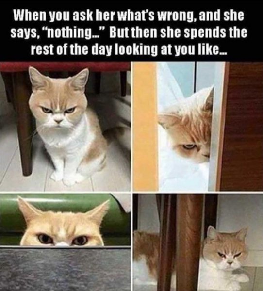 angry-cat-nothings-wrong.jpg