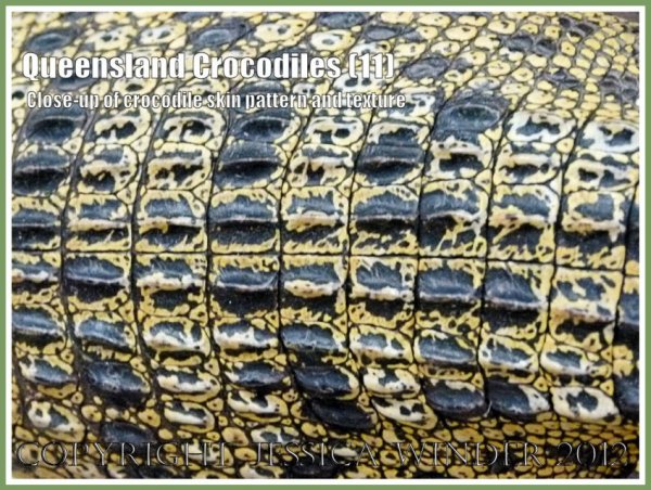___ skin pattern and texture of a captive young living Saltwater Crocodile.jpg ___ skin pattern and texture of a captive young living Saltwater Crocodile.jpg
