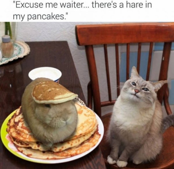 hare-pancakes-cat.jpg