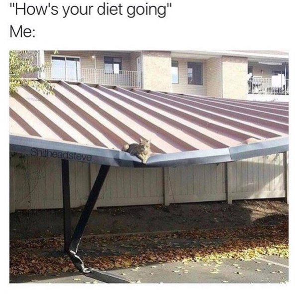 diet-cat-roof.jpg