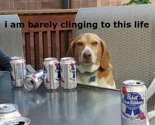 dog-pbr-cans.jpg