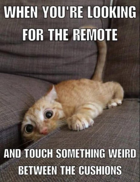 cat-remote-cushions.jpg