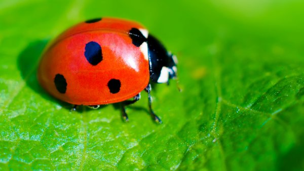 ladybug-leaf.jpg