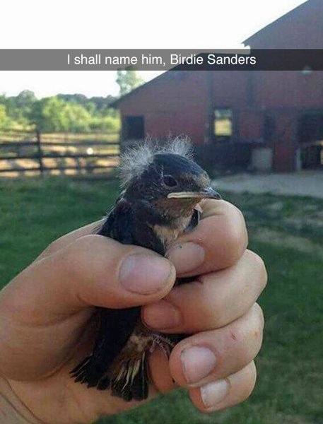 birdie-sanders.jpg