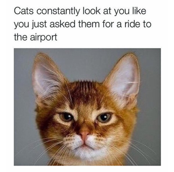 cat-ride-airport.jpg