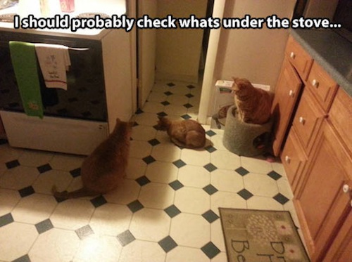 under-stove-cats.jpg