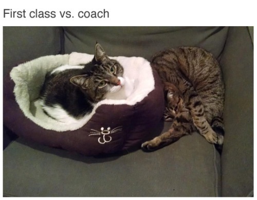 cats-first-class-coach.jpg