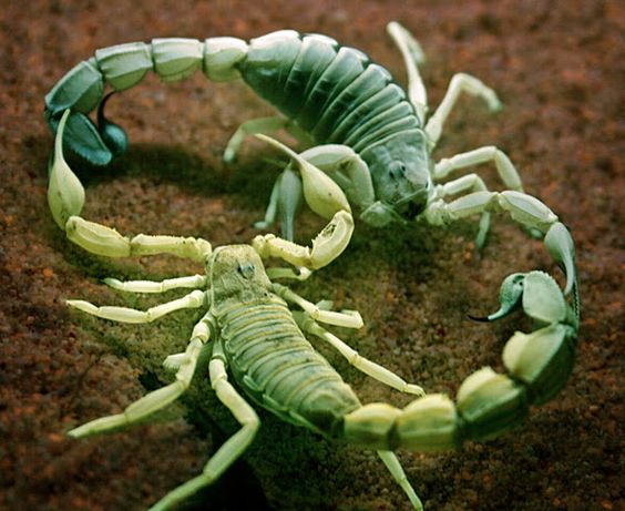 striking scorpions 2.jpg